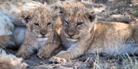 8-Day Beauty of Botswana Chobe, Linyanti and the Delta