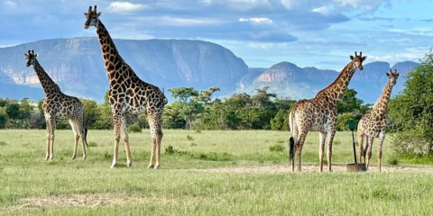 ?-Day Private Round-Trip Entabeni Transfer