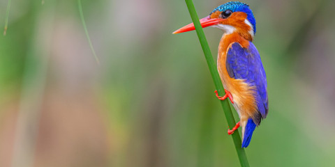 16-Day Birding & Wildlife Uganda Tour Led by Local Expert