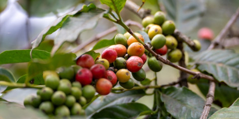 1-Day Coffee Estate & Tasting Tour