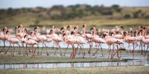 3-Day Fly in Lake Manyara Ngorongoro Walk & Tarangire NP