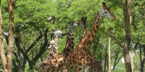 10-Day The Big 5, Gorillas & Chimps Safari (Midrange)