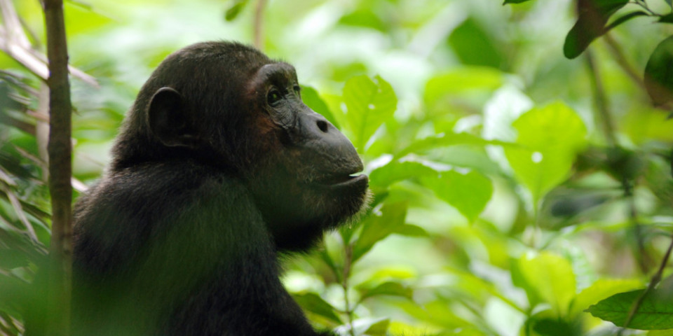 7-Day Serengeti Canvas & Mahale Chimpanzee Safari