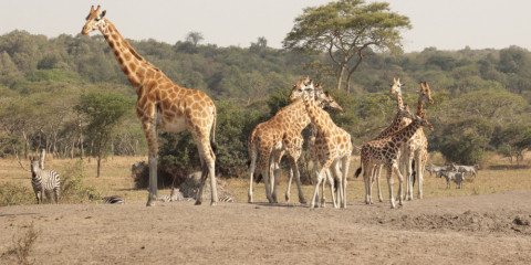 3-Day Lake Mburo National Park Wildlife and Culture