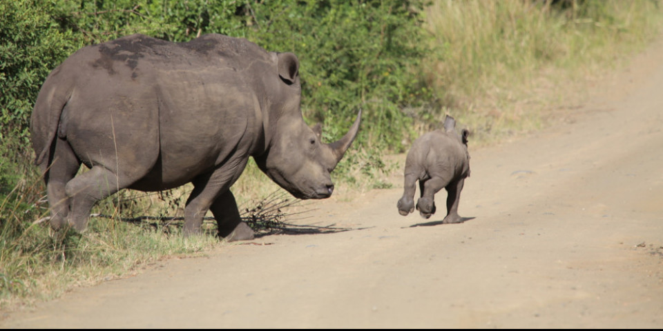 Tembe Elephant Park – Travel Guide, Map & More!