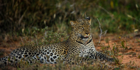 7-Day Tsavo West to Mara via Amboseli & Naivasha Safari