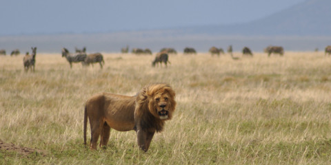 3-Day Zanzibar Fly-in Serengeti and Ngorongoro Crater