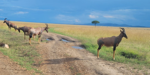 8-Day Masai Mara -L Nakuru -Amboseli -Tsavo East Safari