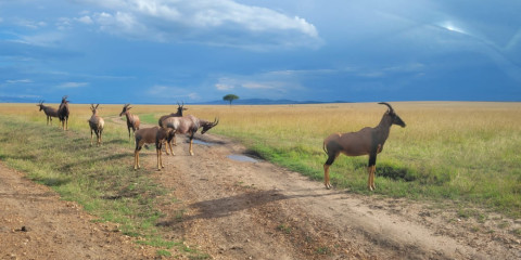 10-Day Samburu-Aberdare-L Nakuru-Mara-L Naivasha-Amboseli