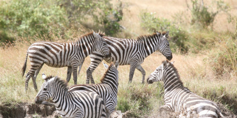 4-Day Masai Mara - Lake Nakuru Experience