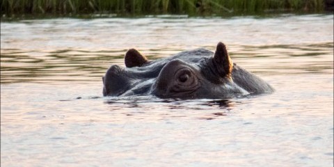 4-Day Chobe Safari at Chobe Safari Lodge