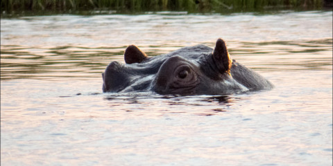 4-Day Okavango Classic Fly-in Safari at Moremi Crossing