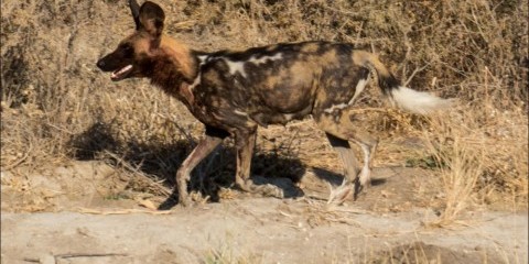 15-Day Botswana Simba Group Camping Safari