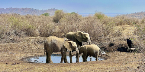 4-Day Madikwe - Motswiri Private Safari Lodge