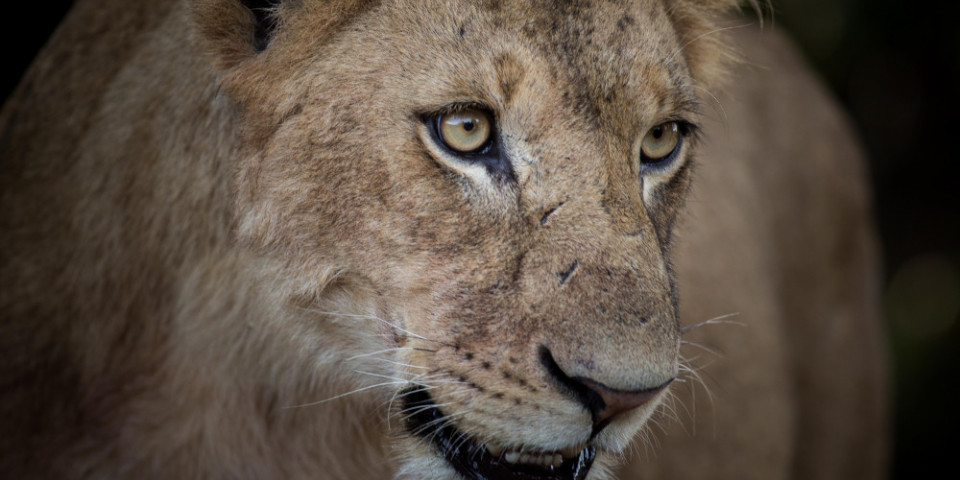 8-Day Kenya Tanzania Herdtracker Luxury Migration Safari