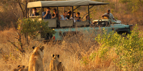 1-Day Private Kruger Safari Drive from Hazyview