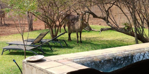 3-Day Luxury Call of the Wild Kruger Safari