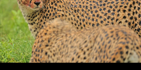 5-Day Lake Manyara, Ngorongoro & Tarangire Luxury Tour