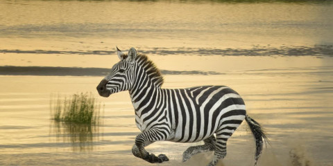 3-Day Manyara, Ngorongoro & Tarangire NP Budget Tour