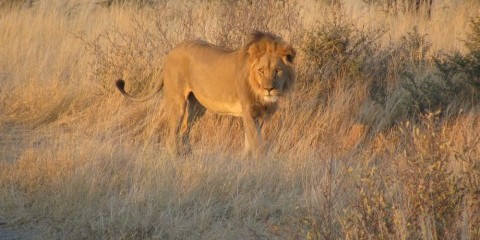 17-Day Botswana Kalahari & Wetlands Group Camping Safari