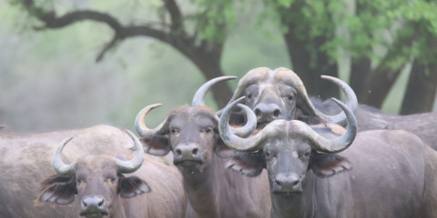 7-Day Kruger Safari Experience Bush and Buffalos