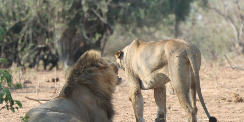 5-Day Kruger Safari Package Bush and Lions