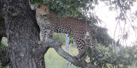 4-Day Greater Kruger Safari with Shindzela Tented Camp
