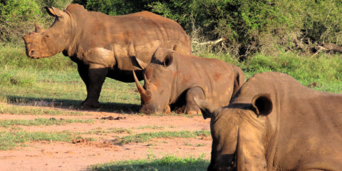 7-Day Eswatini Hlane & Mlilwane Guided Self-Drive Camp