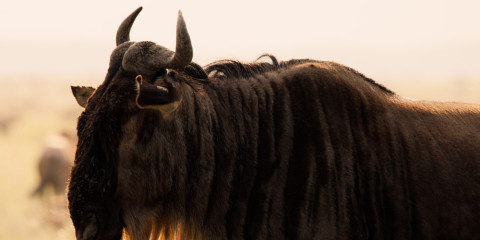 2-Day Ngorongoro & Manyara Budget Tour +Activities