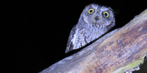 12-Day Birding, Wildlife & Scenery - Eastern Uganda Tour