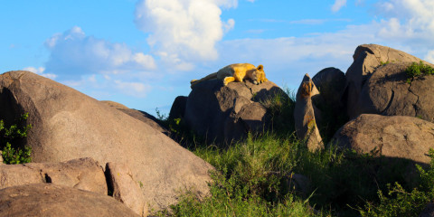 10-Day Best of Kenya and Tanzania Safari