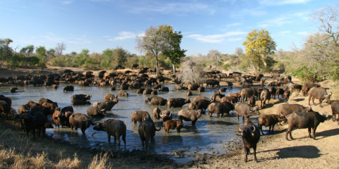 3-Day Luxury Kruger Safari from Cape Town with Flights