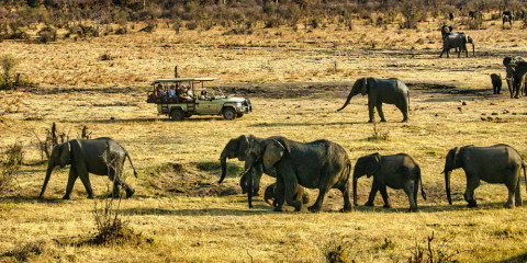 ½-Day Safari in Savannah of Zambezi National Park-3Hours