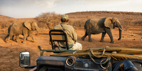 3-Day Madikwe Ultra Luxury Impodimo Safari