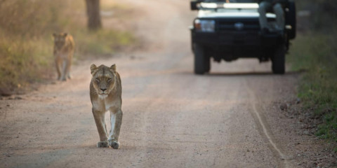 4-Day Kruger Park & Kapama Private Game Reserve Safari