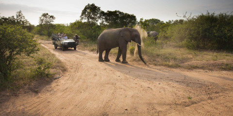 3-Day Kapama Southern Camp Safari