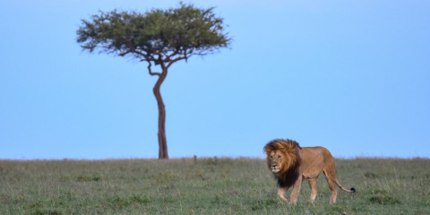 african safari packages with airfare