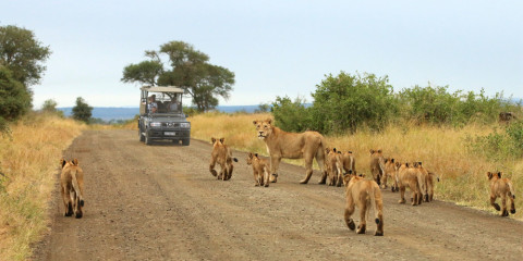 1-Day Kruger National Park Safari