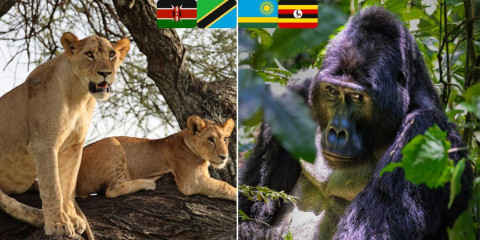 15-Day Best of Kenya, Tanzania, Rwanda, & Uganda Safari