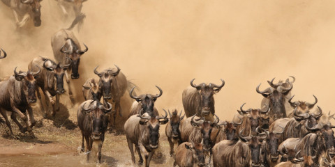 8-Day Mara River Crossing & Iconic Parks Safari