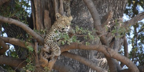 7-Day Okavango Delta and Linyanti Green Season Special