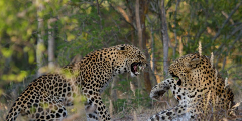 3-Day Ultimate Kruger Park Open Safari Vehicle Tour