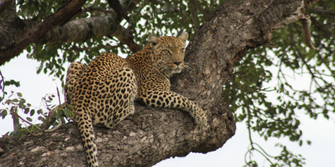 7-Day Private Kruger, Canyon and Panorama Route Safari