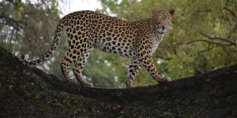 chobe safari lodge zimbabwe