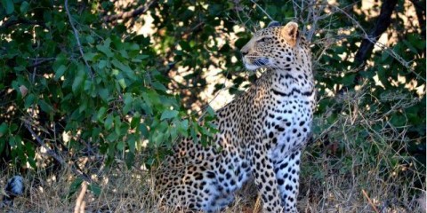 safari africa kruger park