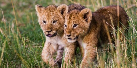 7-Day "Wellworth It" Northern Circuit Private Safari