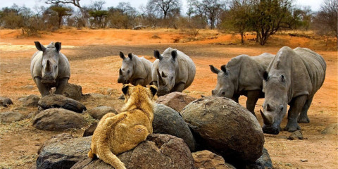 safari en south africa