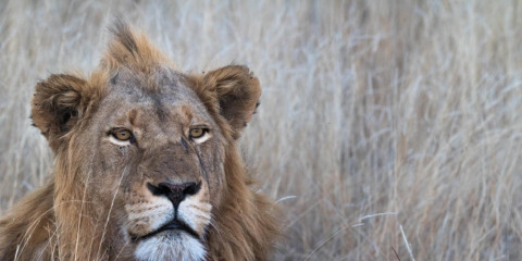 4-Day Kruger Region Luxury Safari