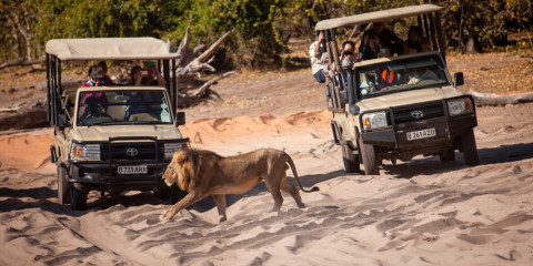 1-Day Chobe National Park, Return to Victoria Falls Town