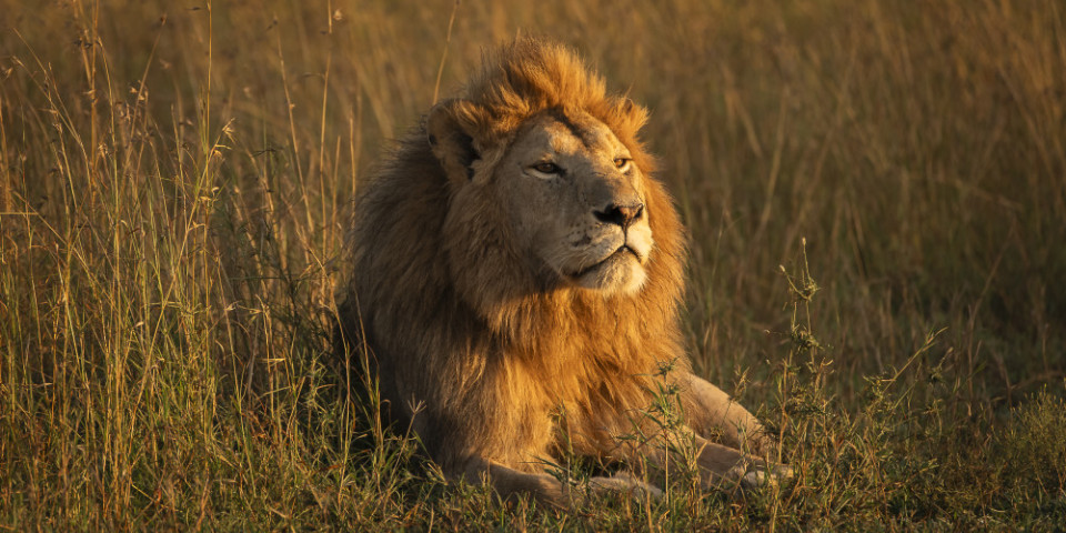 8-Day Tarangire, Manyara, Ngorongoro & Serengeti Safari